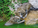 Des jaguars qui s'amusent dans un étang