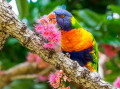 Lorikeet arc-en-ciel sur un arbre Corymbia