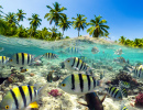 Snorkeling dans une mer tropicale