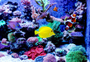 Aquarium avec des récifs de corail