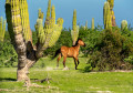 Cheval sauvage à Baja California Sur