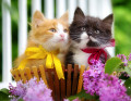 Chatons dans une panier avec des fleurs