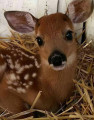 doe in straw