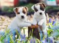 Des chiots Jack Russell Terrier