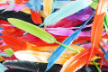 Plumes colorées
