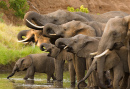 Un troupeau d'éléphants Africains