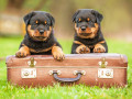 Des chiots Rottweiler