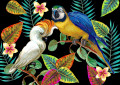 Oiseaux tropicaux