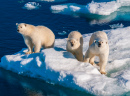 Une ourse polaire avec ses petits