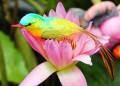 Un oiseau sur une fleur de lotus