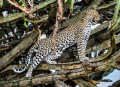 Un léopard sur un arbre