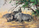 Deux rhinocéros se reposent