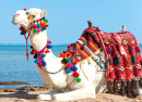 Un chameau se repose sur une plage Egyptienne