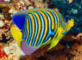 Poisson Ange Royal, Mer Rouge