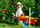 Jack Russell Terrier dans le jardin