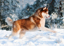 Un Husky Sibérien jouant dans la neige
