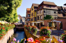 Fleurs en Alsace, France