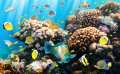 Poisson tropical sur un récif de corail