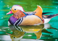 Canard Mandarin