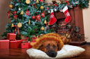 Un chien au pied du sapin de Noël
