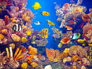 Aquarium avec des poissons tropicaux