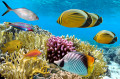 Récif de corail dans la Mer Rouge