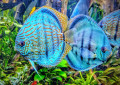 Discus bleu turquoise