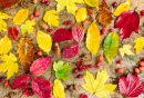 Feuilles d'automne