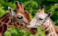 Un couple de girafes