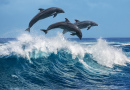 Des dauphins sautant dans les vagues, Hawaii