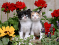 Deux chatons dans le jardin