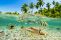 Snorkeling dans une mer tropicale
