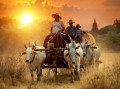 Charette à boeufs, Bagan, Birmanie