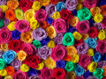 Carpette de roses