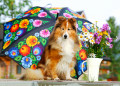 Shetland Collie