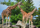 Famille de girafes