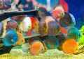 Poisson disque dans un aquarium