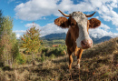 Une vache en Transylvanie, Roumanie