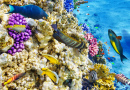 Monde sous-marin avec des coraux et des poissons tropicaux