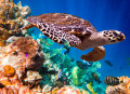 Tortue Hawksbill