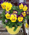 purple and yellow pansies