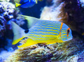 Poisson tropical