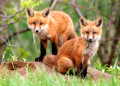 Couple de renards curieux