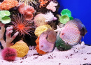 Aquarium avec poissons et coraux