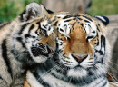 Tigre de Sibérie avec son bébé