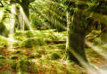 Forêt mystique