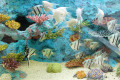 Poissons tropicaux dans l'aquarium