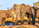 Éléphants dans le parc du Botswana