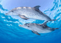 Paire de dauphins