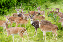 Spotted Deer in India